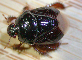 Cyrtomenus ciliatus Cyrtomenus ciliatus